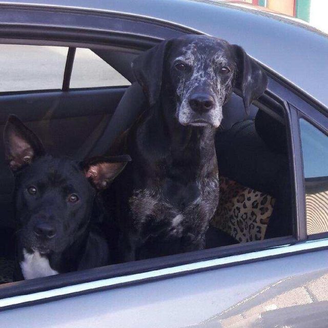 My Perfect Girl Sassafras On Right Aka Jacoba With Her Other Rescue Lulu