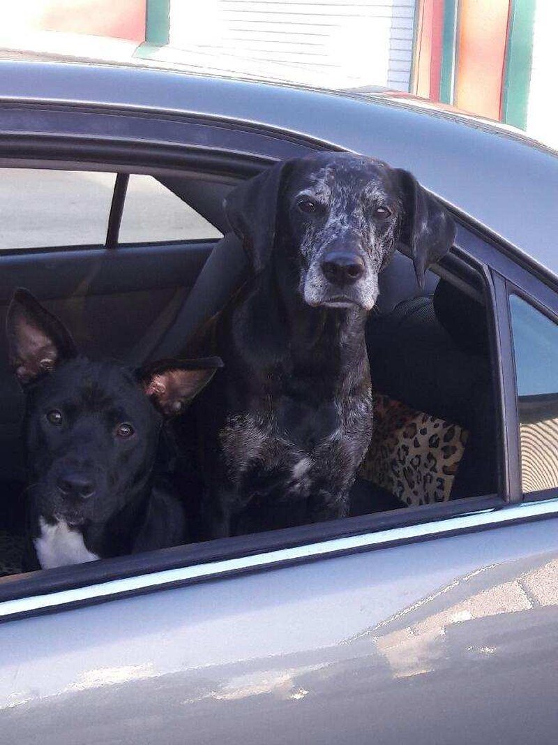 My Perfect Girl Sassafras On Right Aka Jacoba With Her Other Rescue Lulu