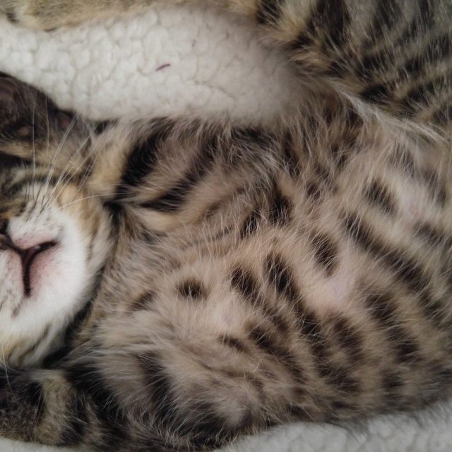 Sleepin'