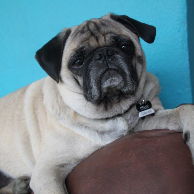 Hello...My Name Is Grover