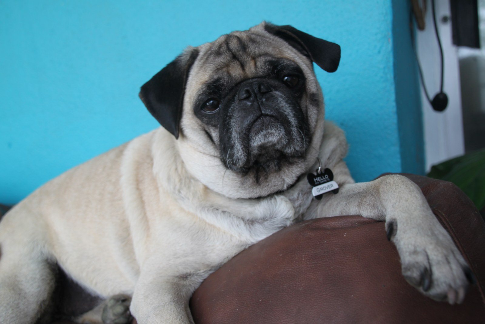 Hello...My Name Is Grover
