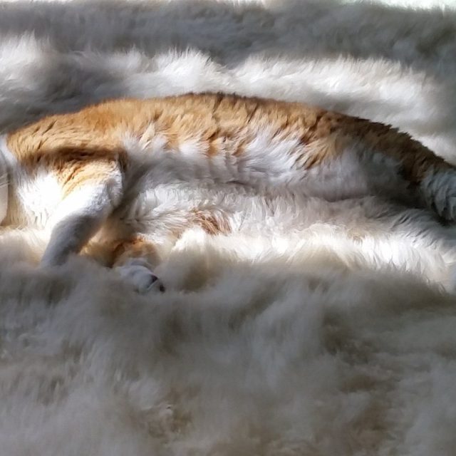 So Soft And Comfy Soaking Up The Rays!