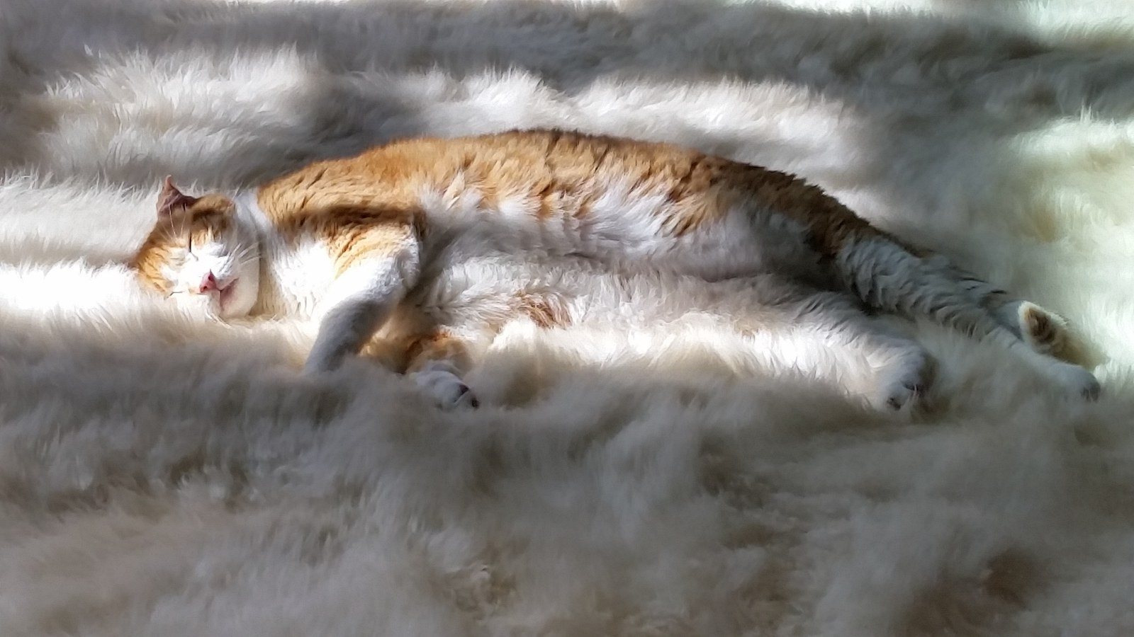 So Soft And Comfy Soaking Up The Rays!