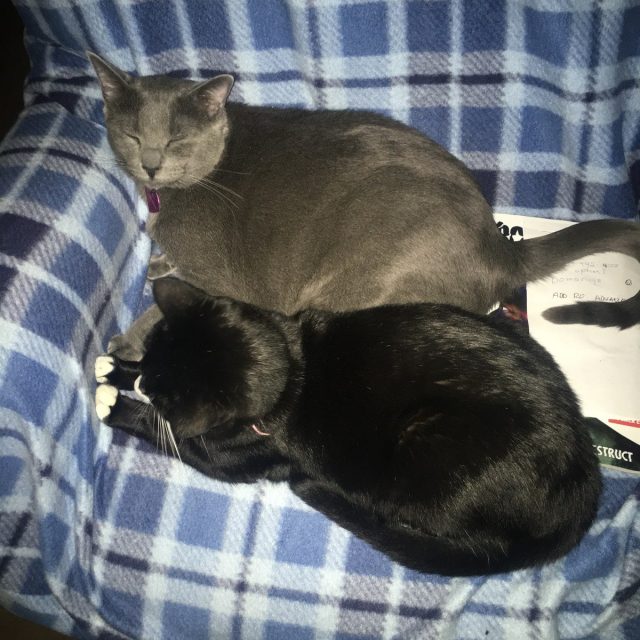 Best Fur-iends