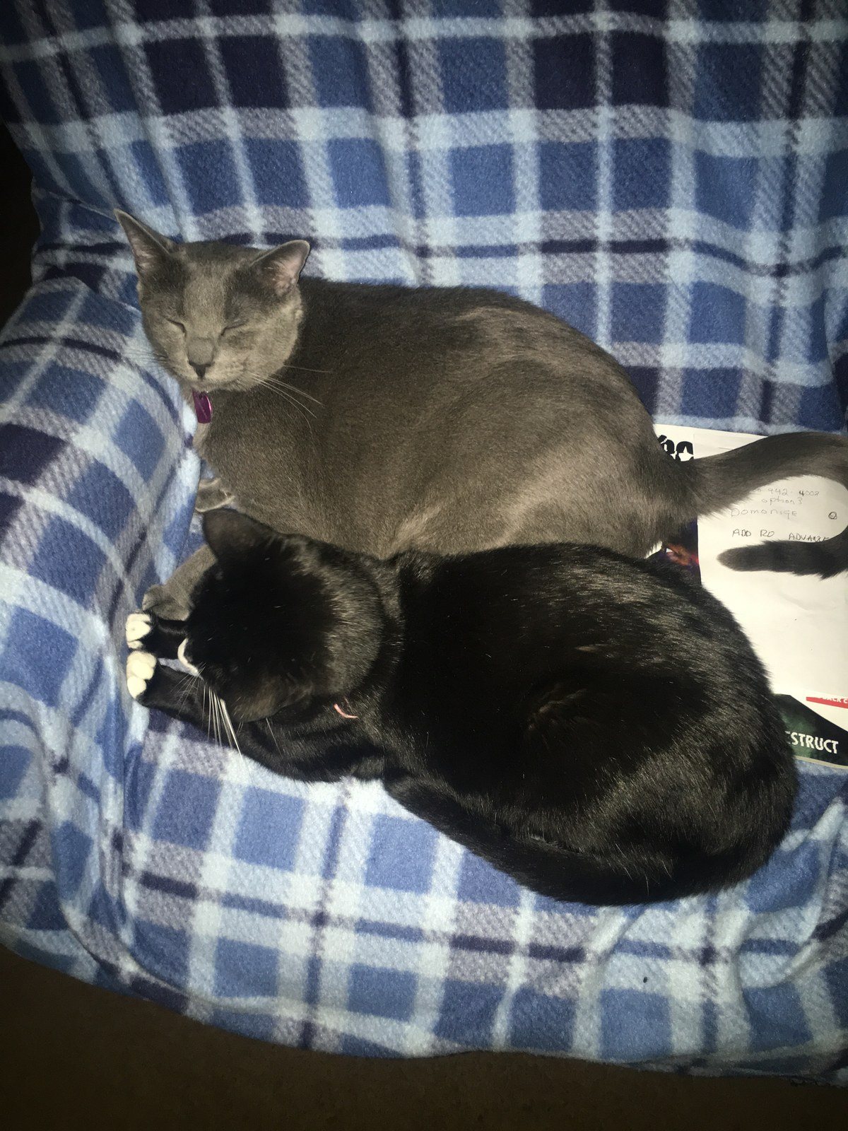 Best Fur-iends