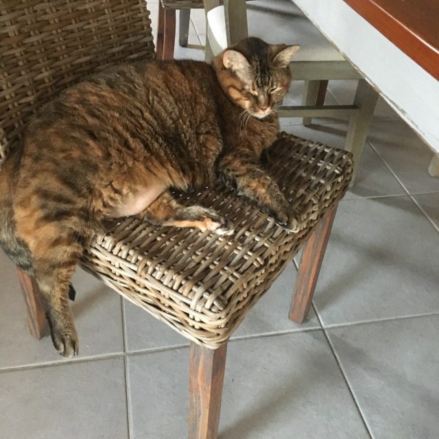Did Somebody Say 'steak'?