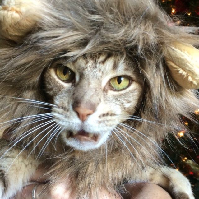 Jungle Kitty