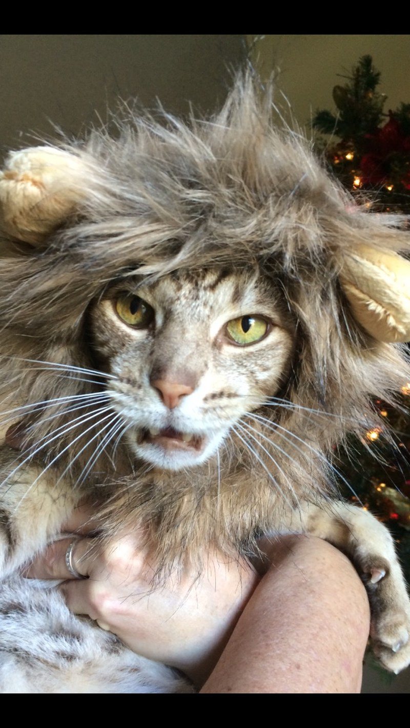 Jungle Kitty