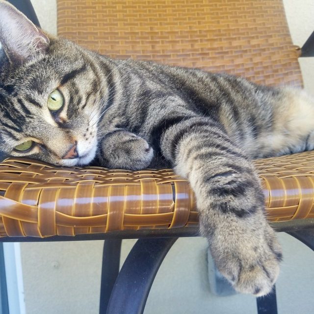 Lazy Sunday