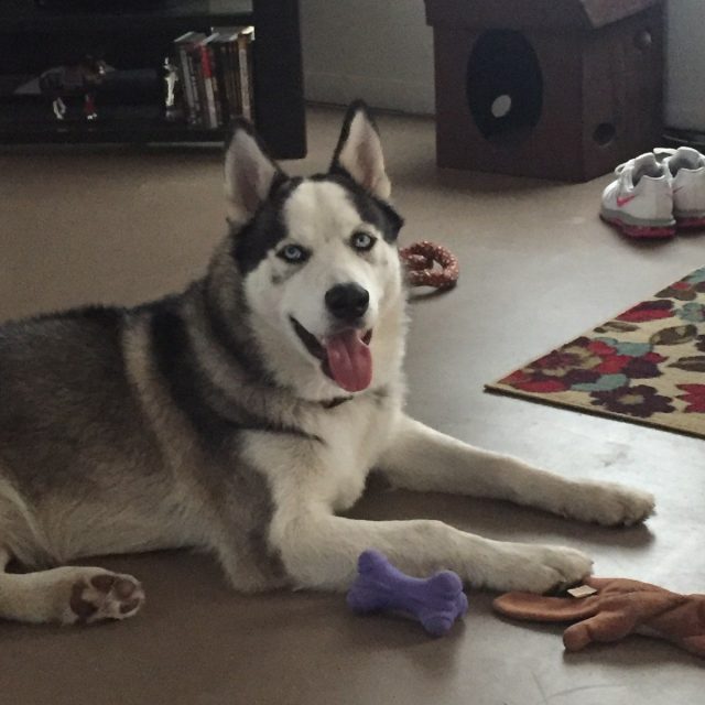 #husky Life