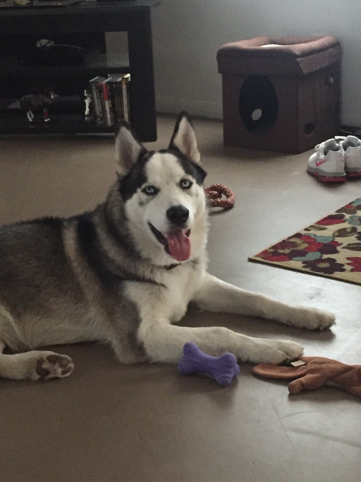 #husky Life