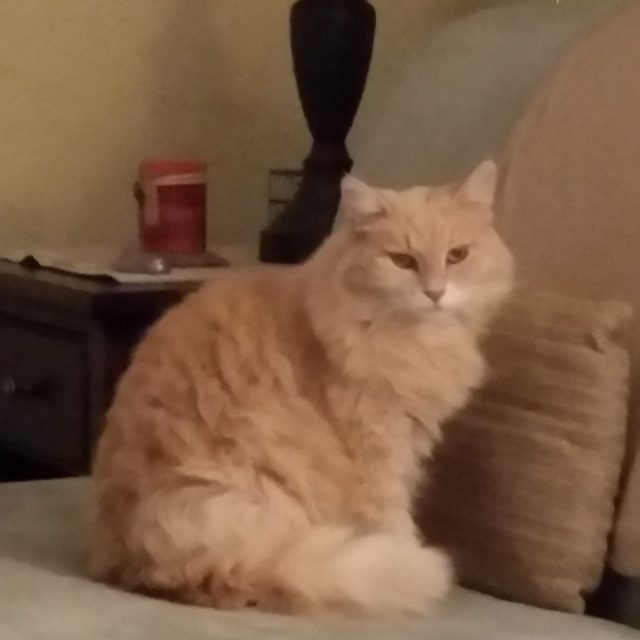 Miss Molly