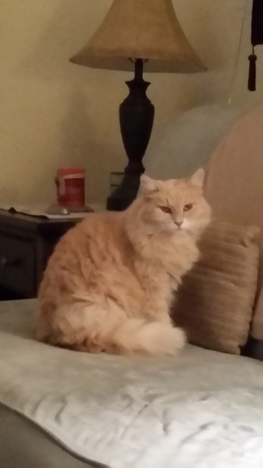 Miss Molly