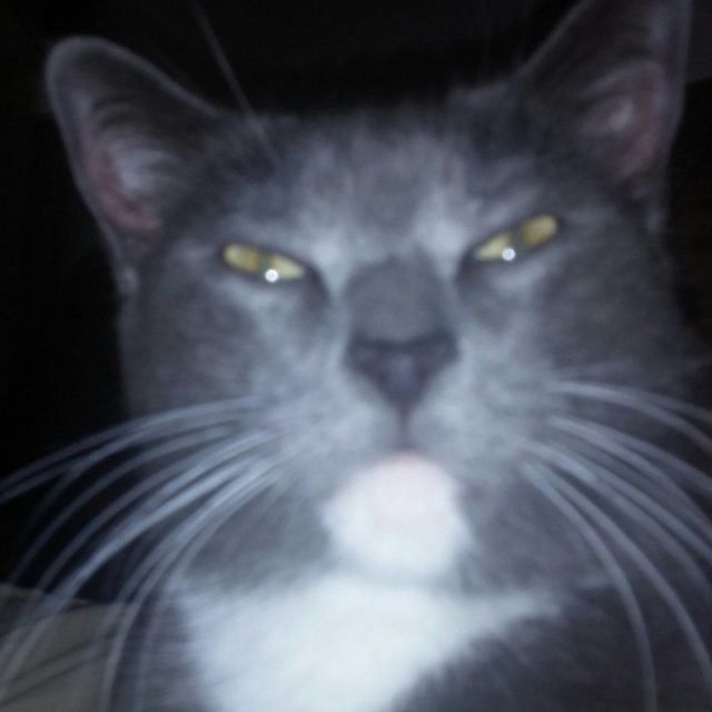 SMOKEY (aka Greyson/squeeky) JUSST BEIN' "THE DUDE"