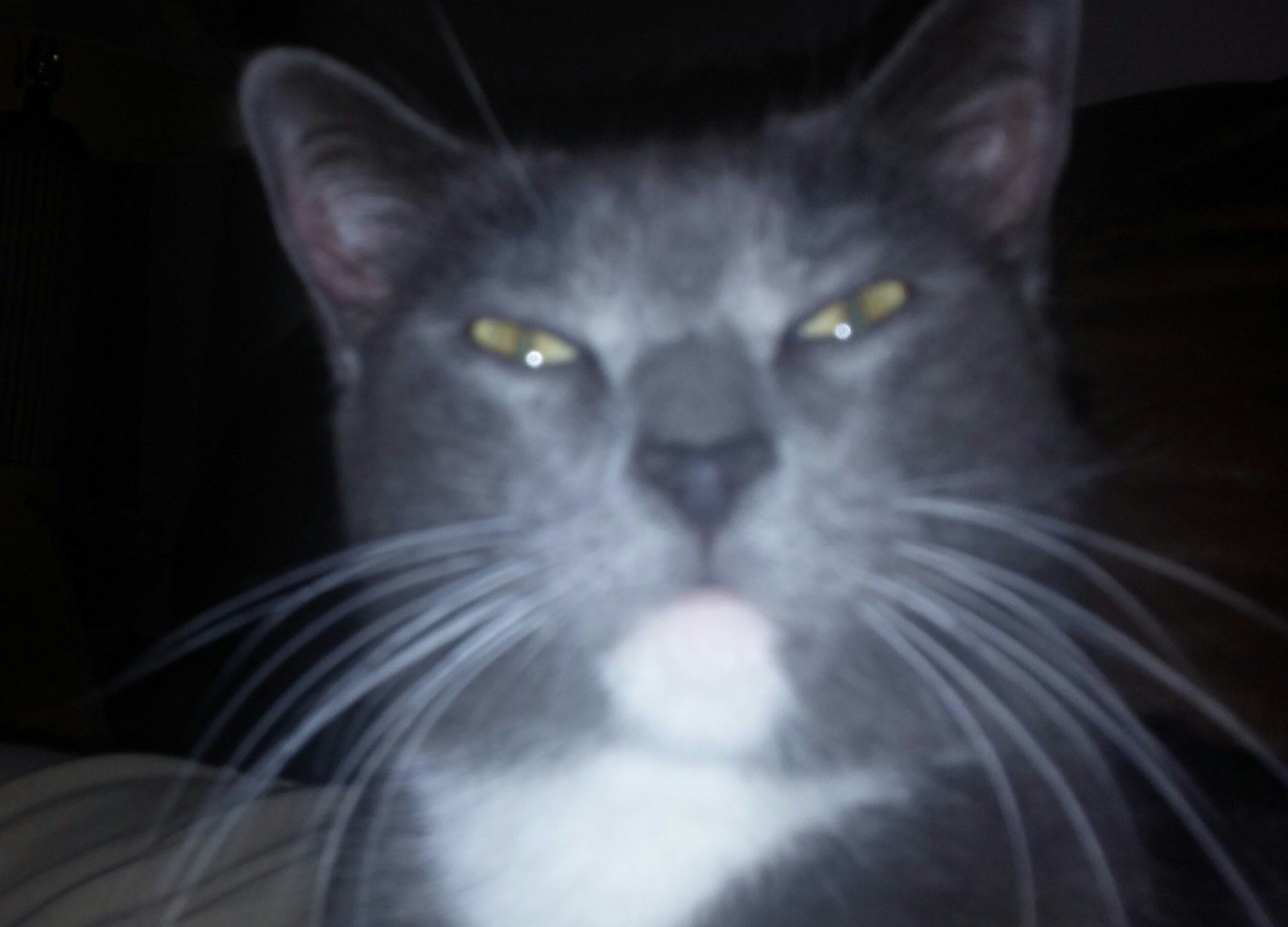 SMOKEY (aka Greyson/squeeky) JUSST BEIN' "THE DUDE"