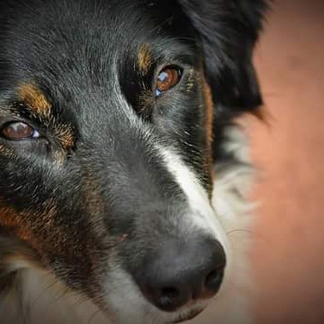 Man's Best Friend