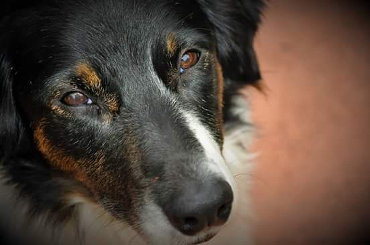 Man's Best Friend