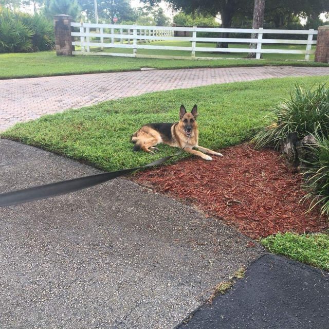 Regal Panzer Von Sproch Enjoying The Day!