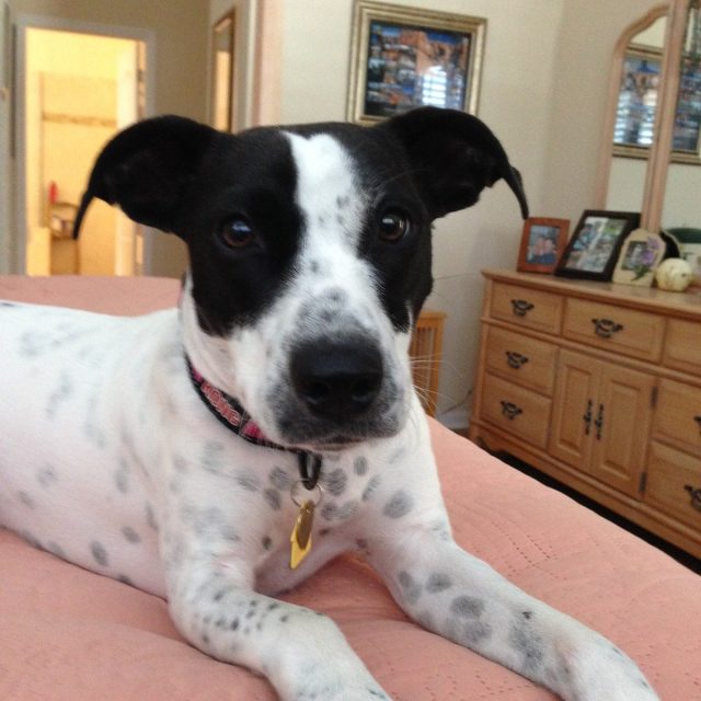 Paisley Puppy!