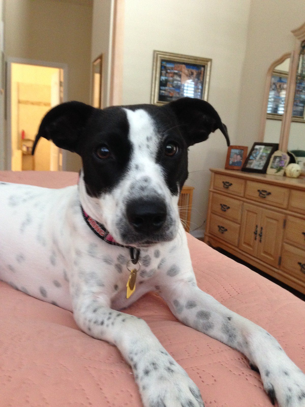 Paisley Puppy!