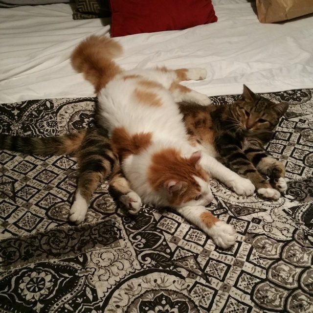 Please Don't Go