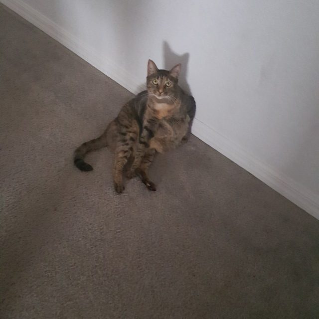 Pumpkin- "Is This Lady Like?"
