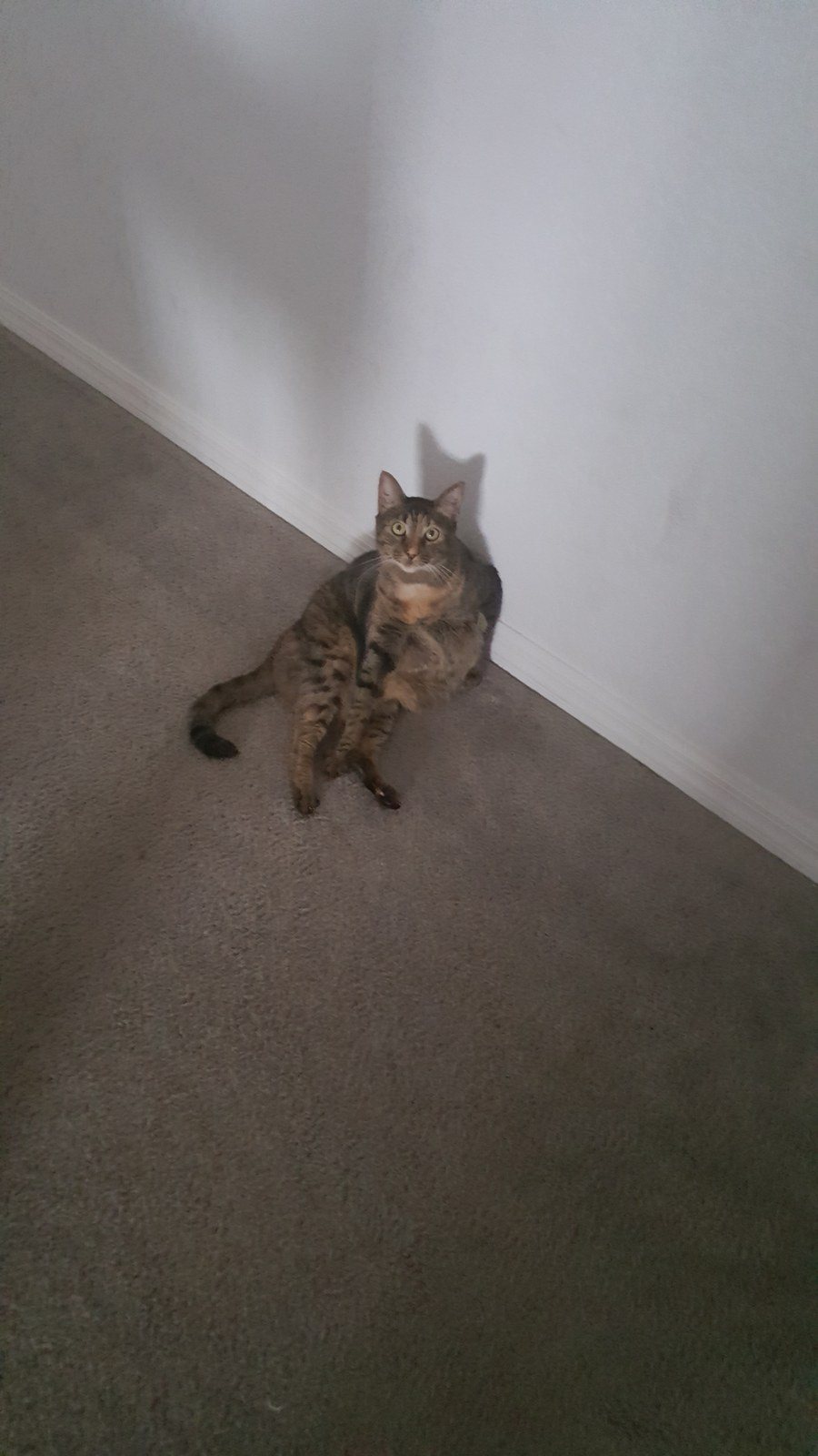 Pumpkin- "Is This Lady Like?"