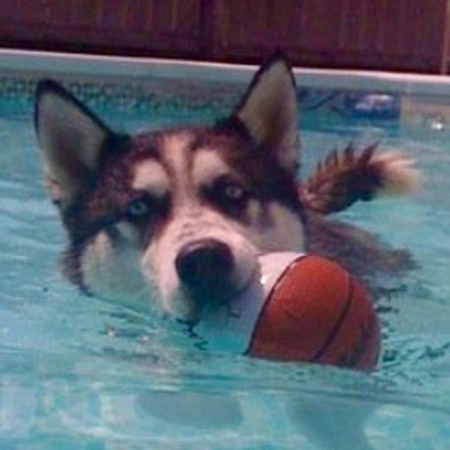 Swimming Husky