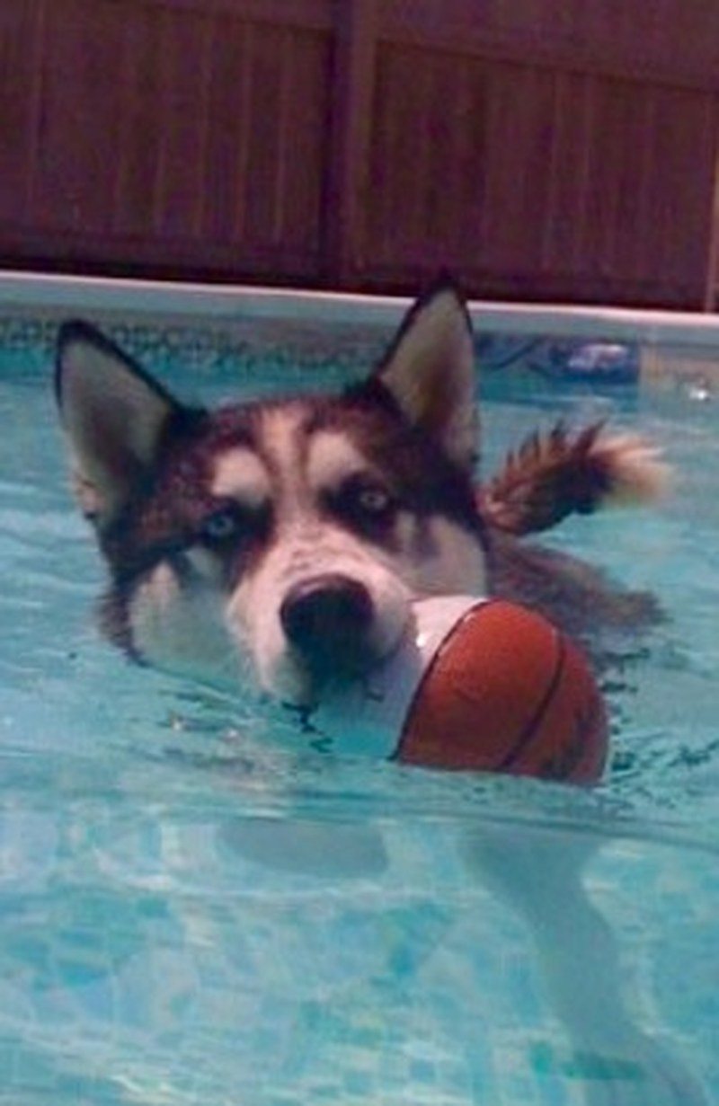 Swimming Husky