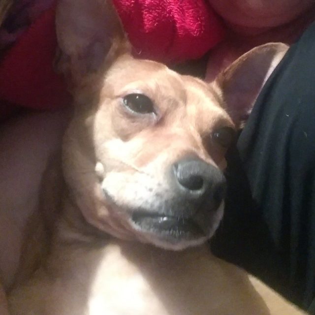 My Foster Failure.