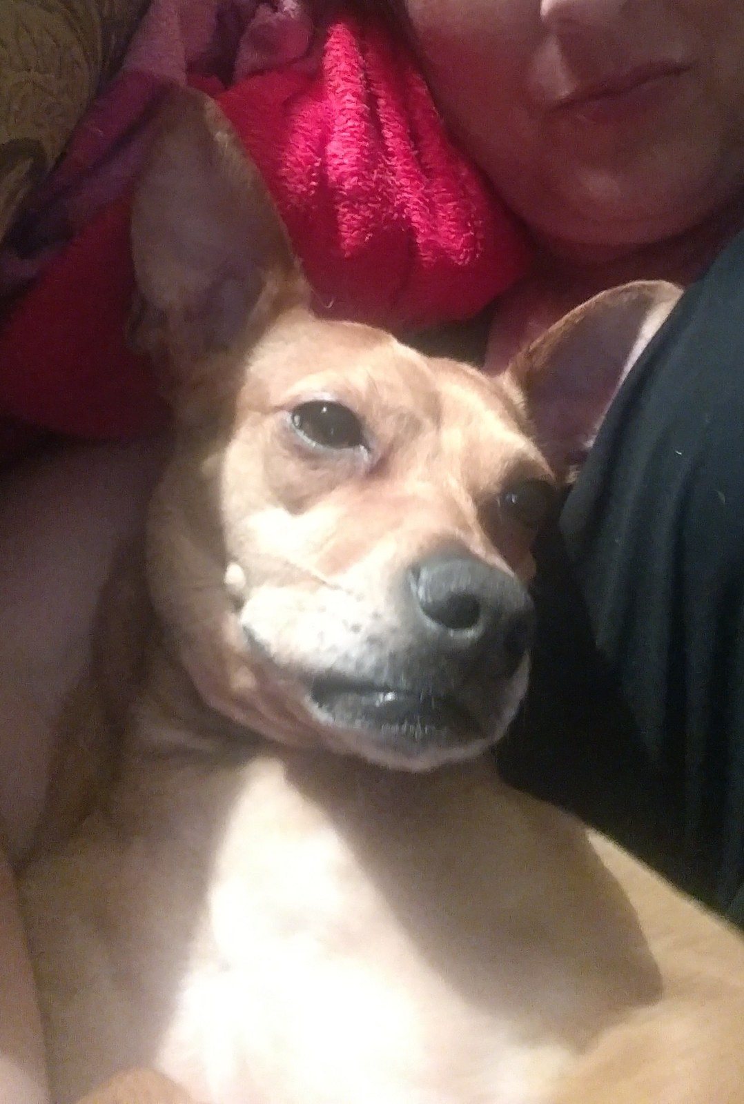 My Foster Failure.
