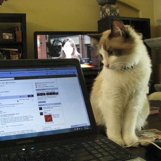 Hold On, I Have To Update My Facebook