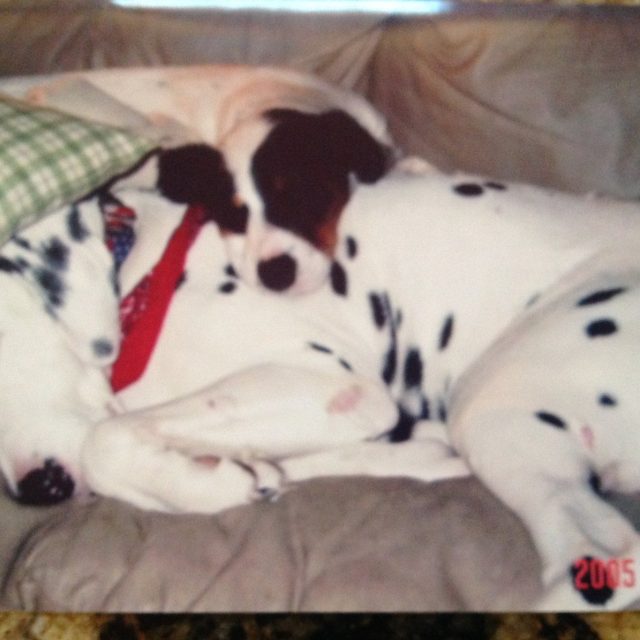 Best Buddies
