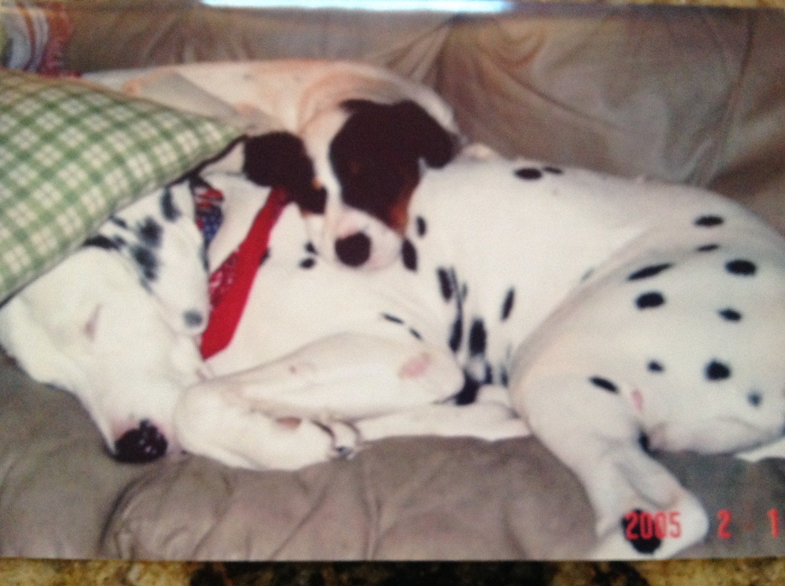 Best Buddies