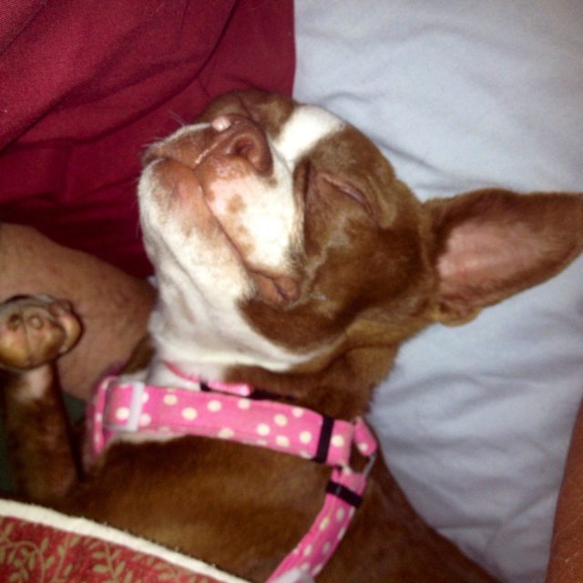 Loving Life...and My Mom's Bed