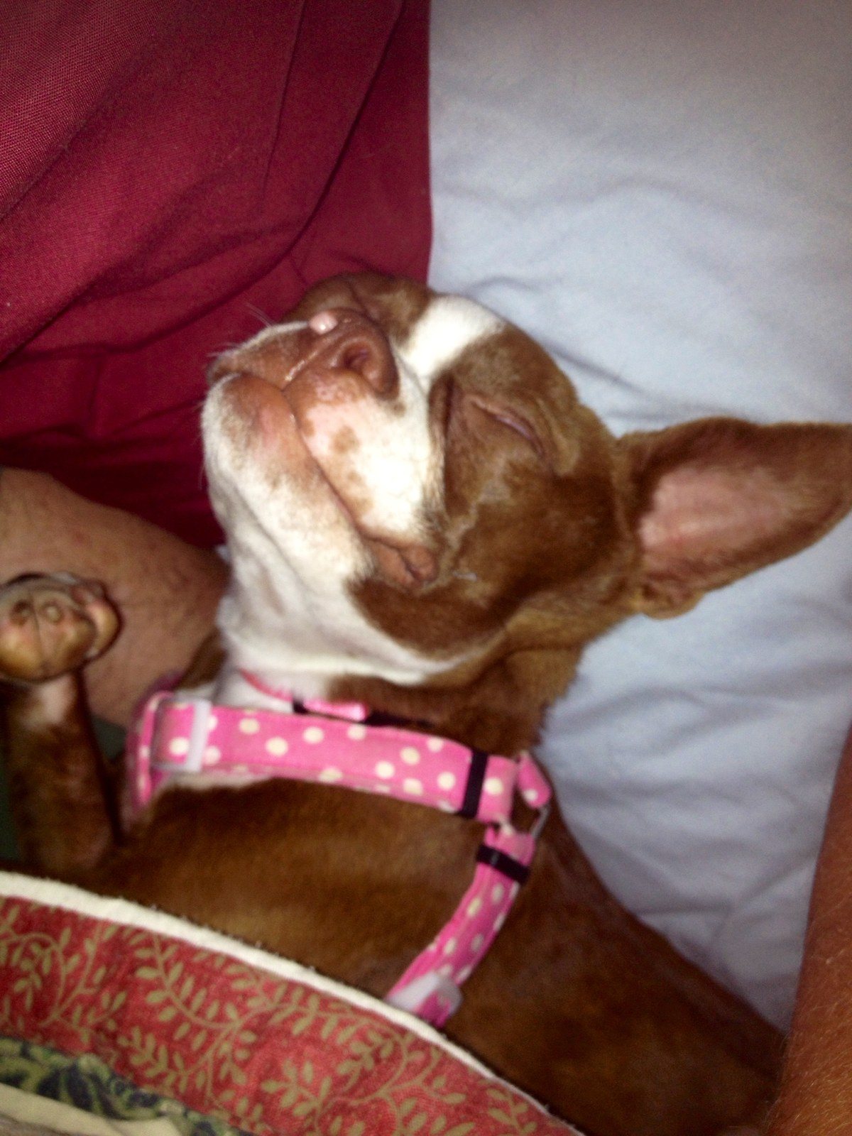 Loving Life...and My Mom's Bed