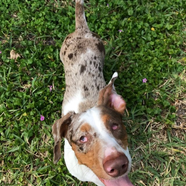 Happy Puppy!