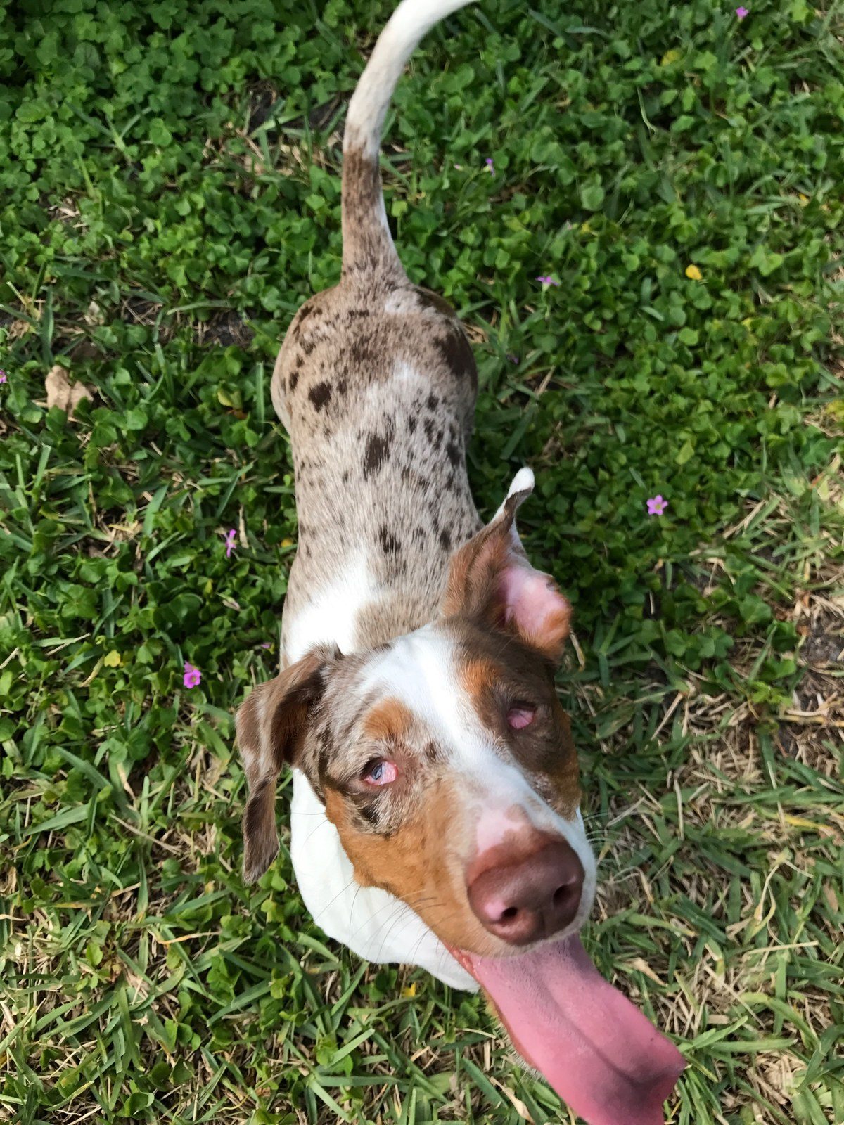 Happy Puppy!