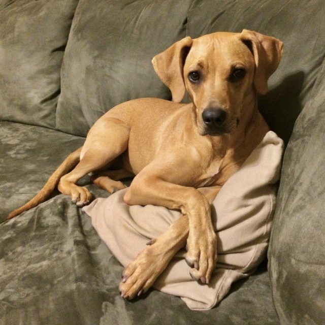 Check Out Sweet Mia! She Is Our Loving Baby Girl That We Rescued From H.A.L.O. S