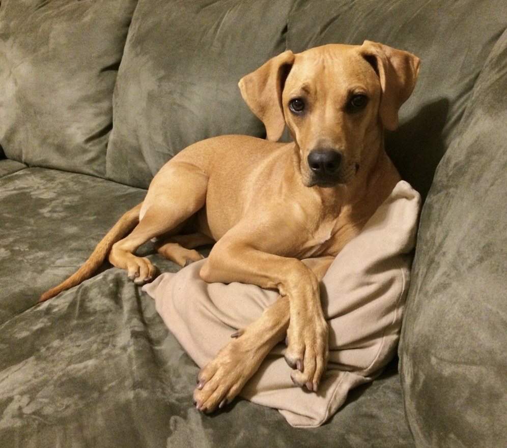 Check Out Sweet Mia! She Is Our Loving Baby Girl That We Rescued From H.A.L.O. S