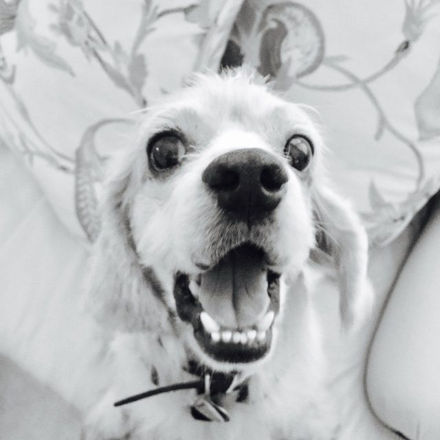 So Happy I Just Got Adopted!
