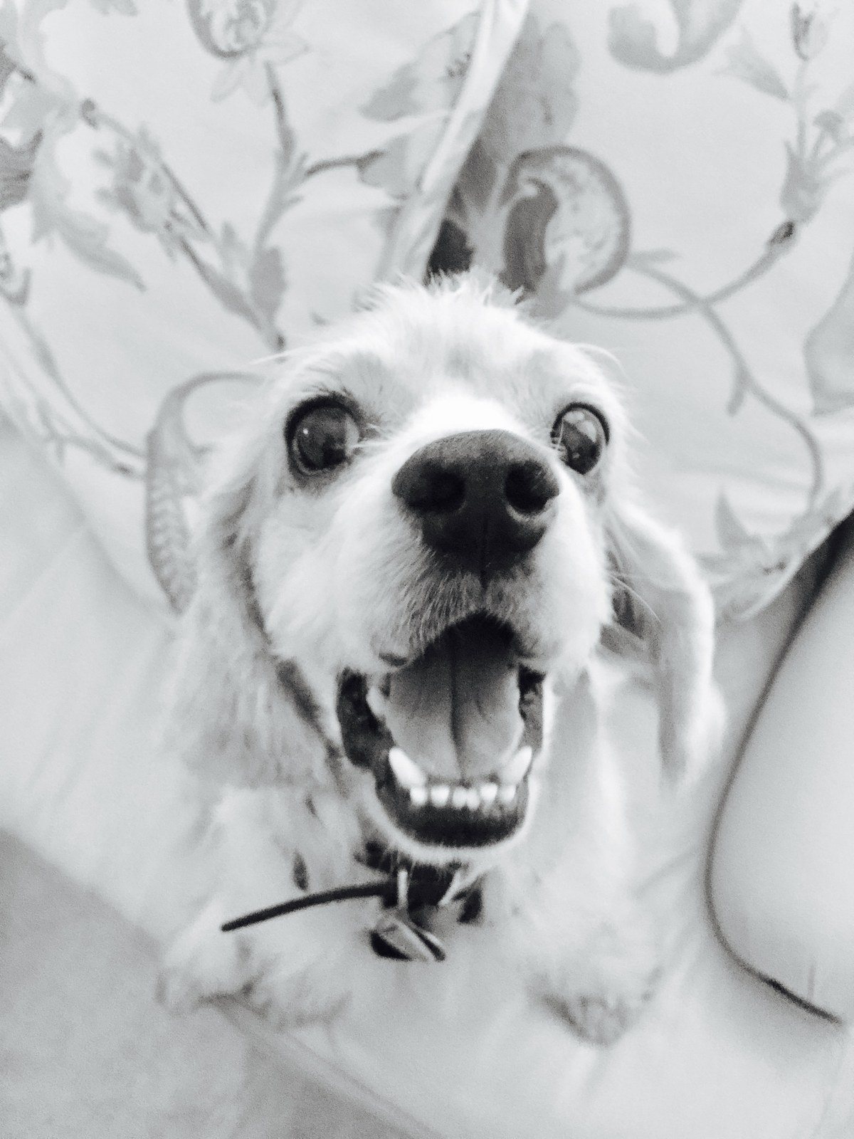 So Happy I Just Got Adopted!