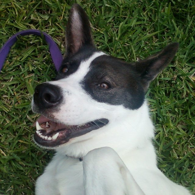 Luna Rolling In The Grass