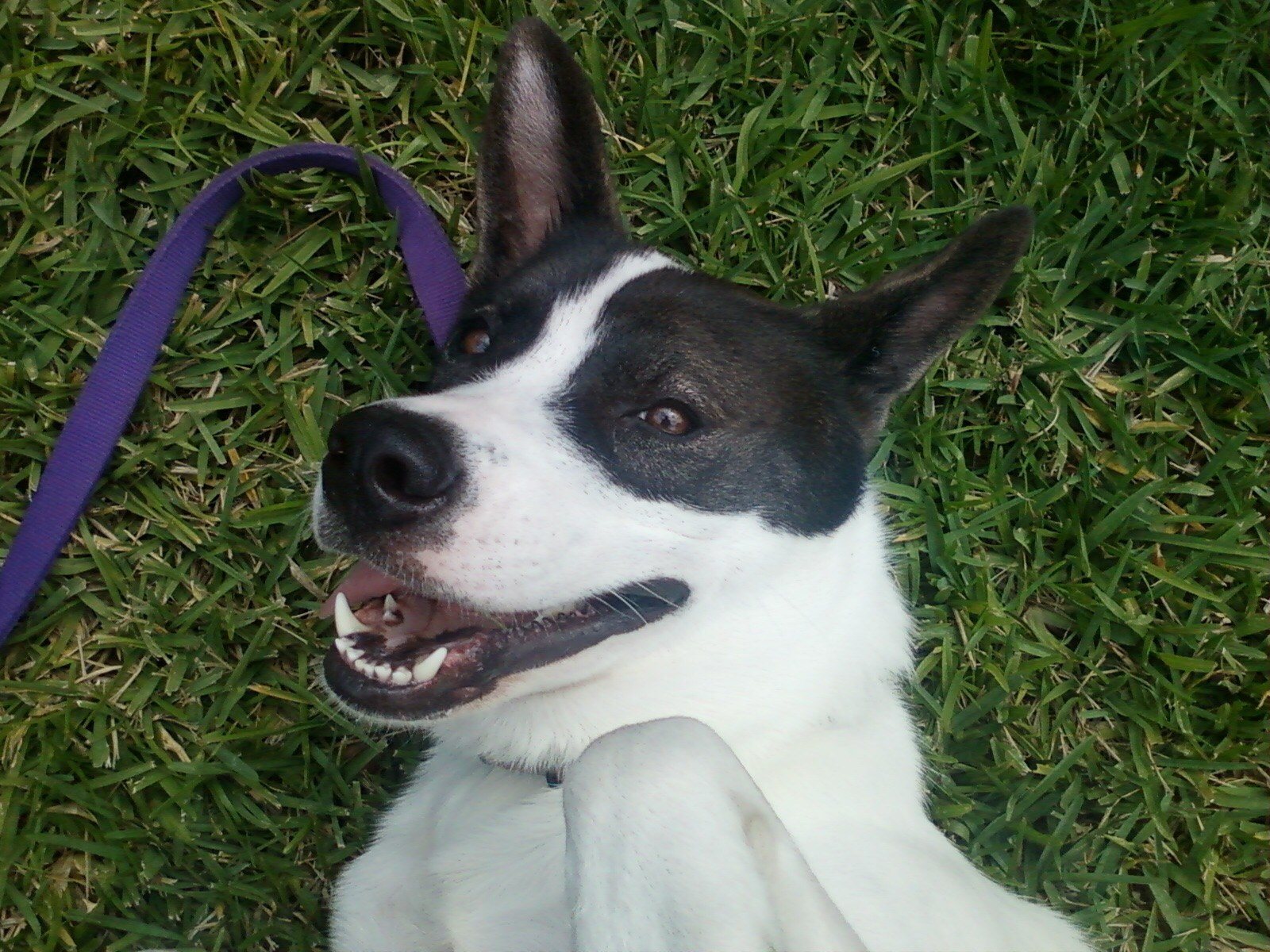 Luna Rolling In The Grass