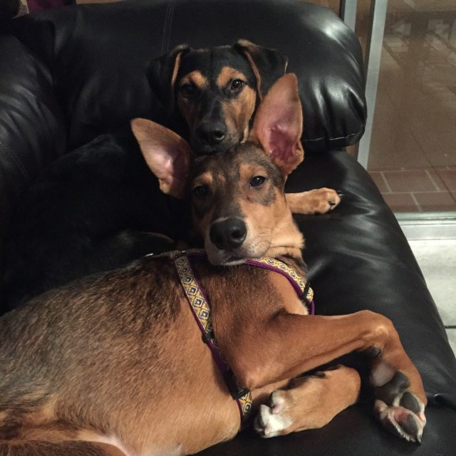Double Trouble