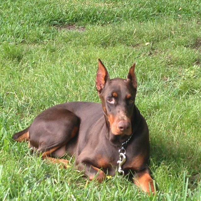 My Girl Lola