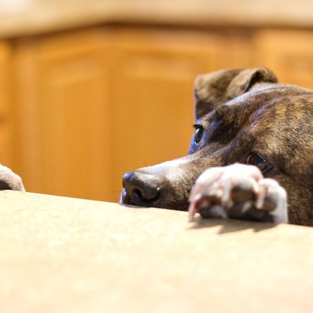 Where's My Cookie?