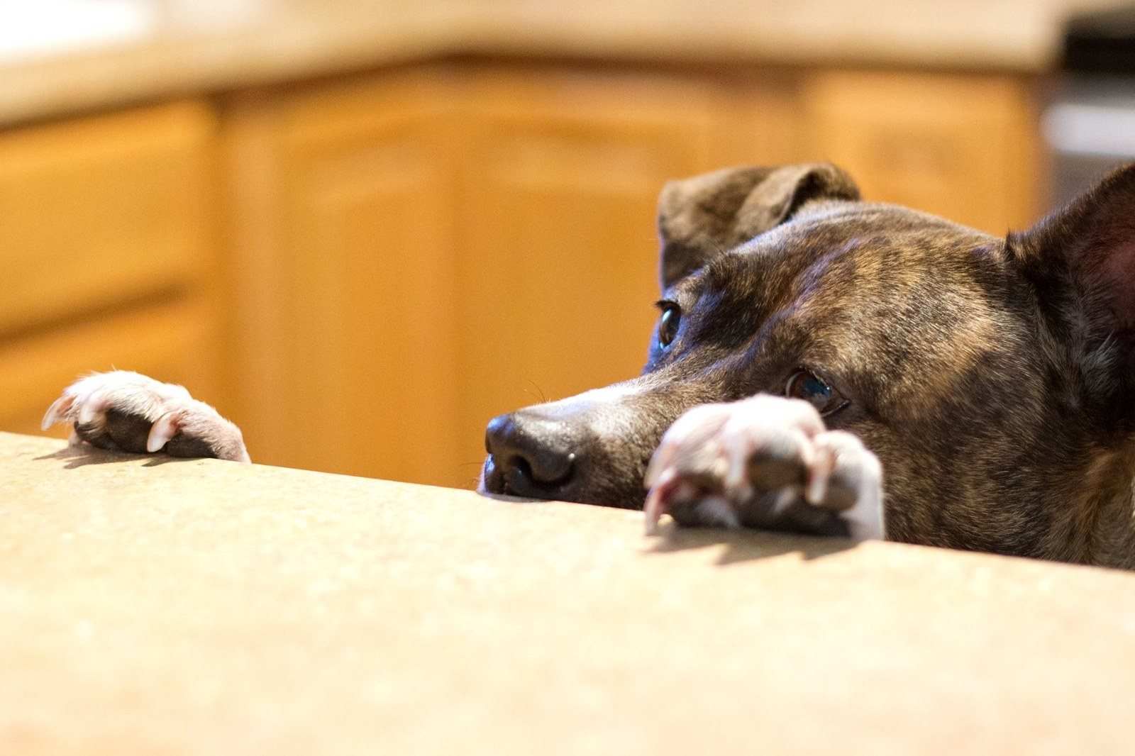 Where's My Cookie?
