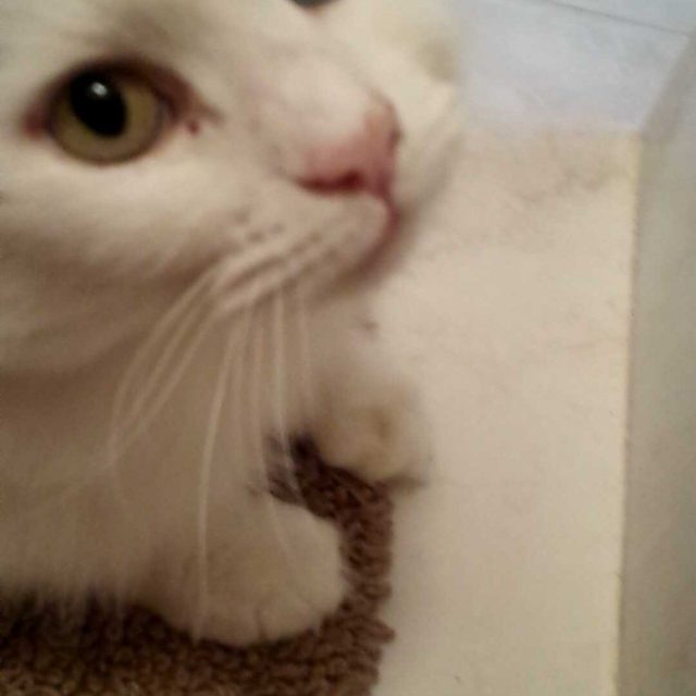 Abby- Heterochromia