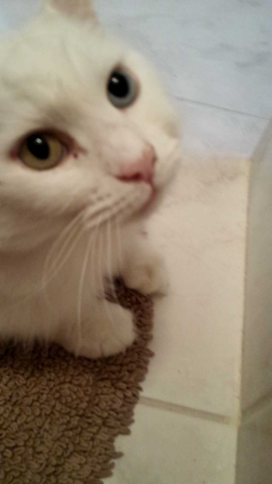 Abby- Heterochromia